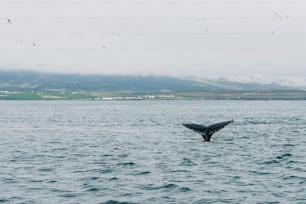 クジラの尻尾が水面からはためく