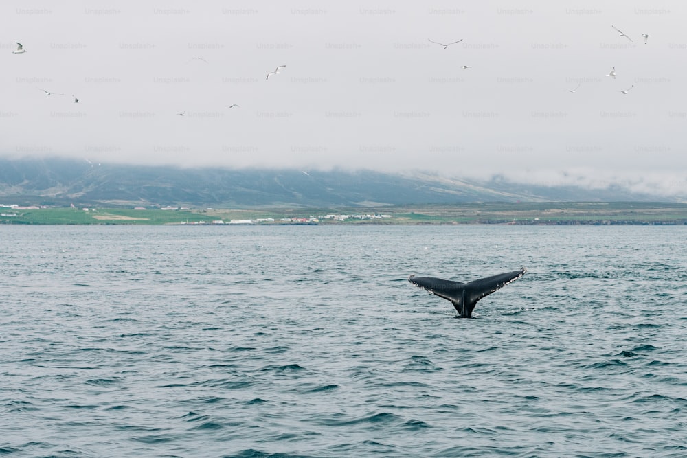 a whale tail flups out of the water