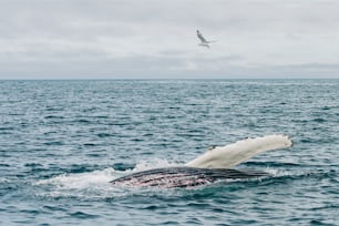Une baleine à bosse plonge dans l’océan