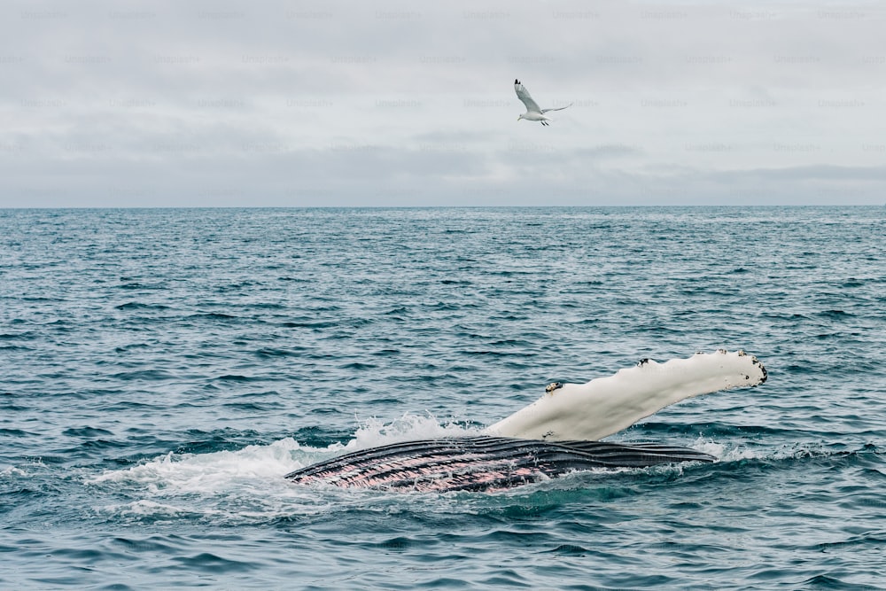 a humpback whale dives into the ocean