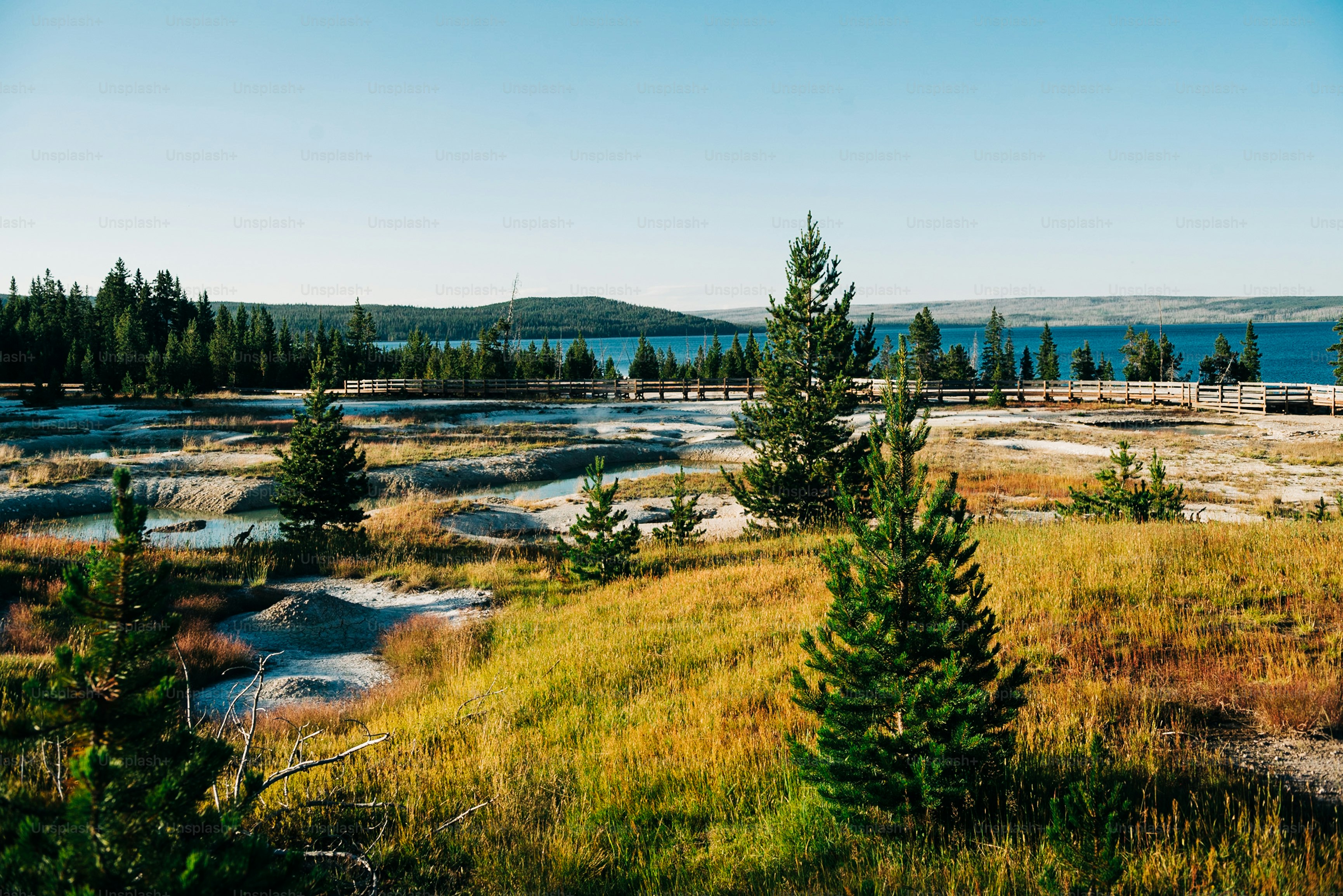 un champ herbeux avec des arbres et un plan d’eau au loin