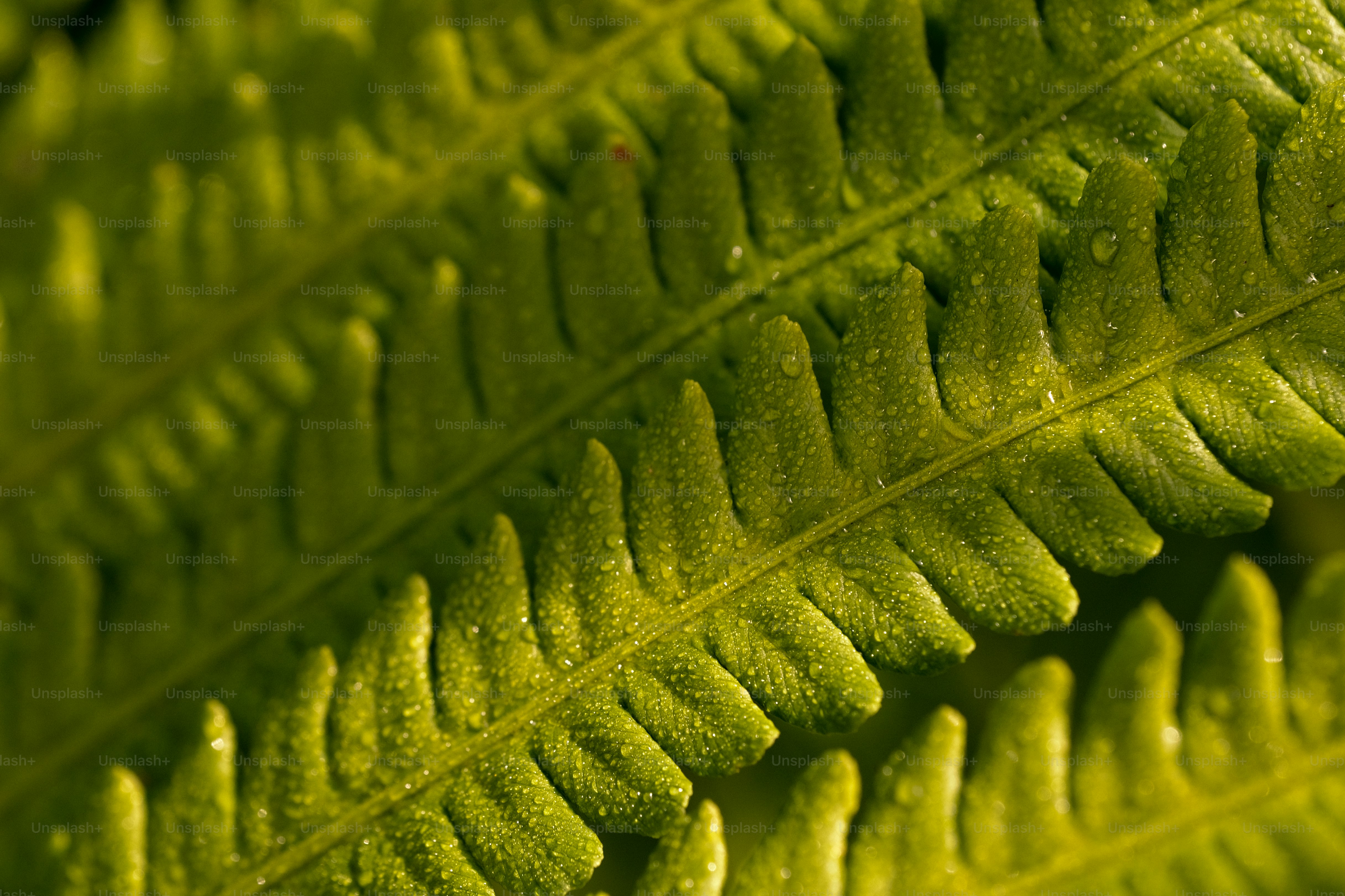 Close-up daun hijau besar