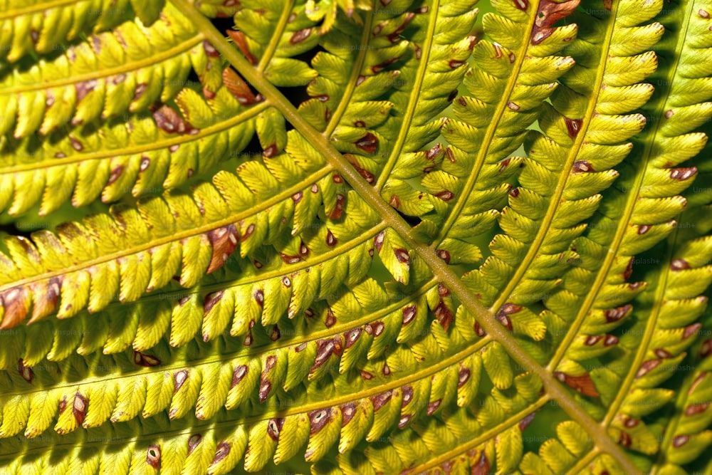 Una vista de cerca de una hoja verde