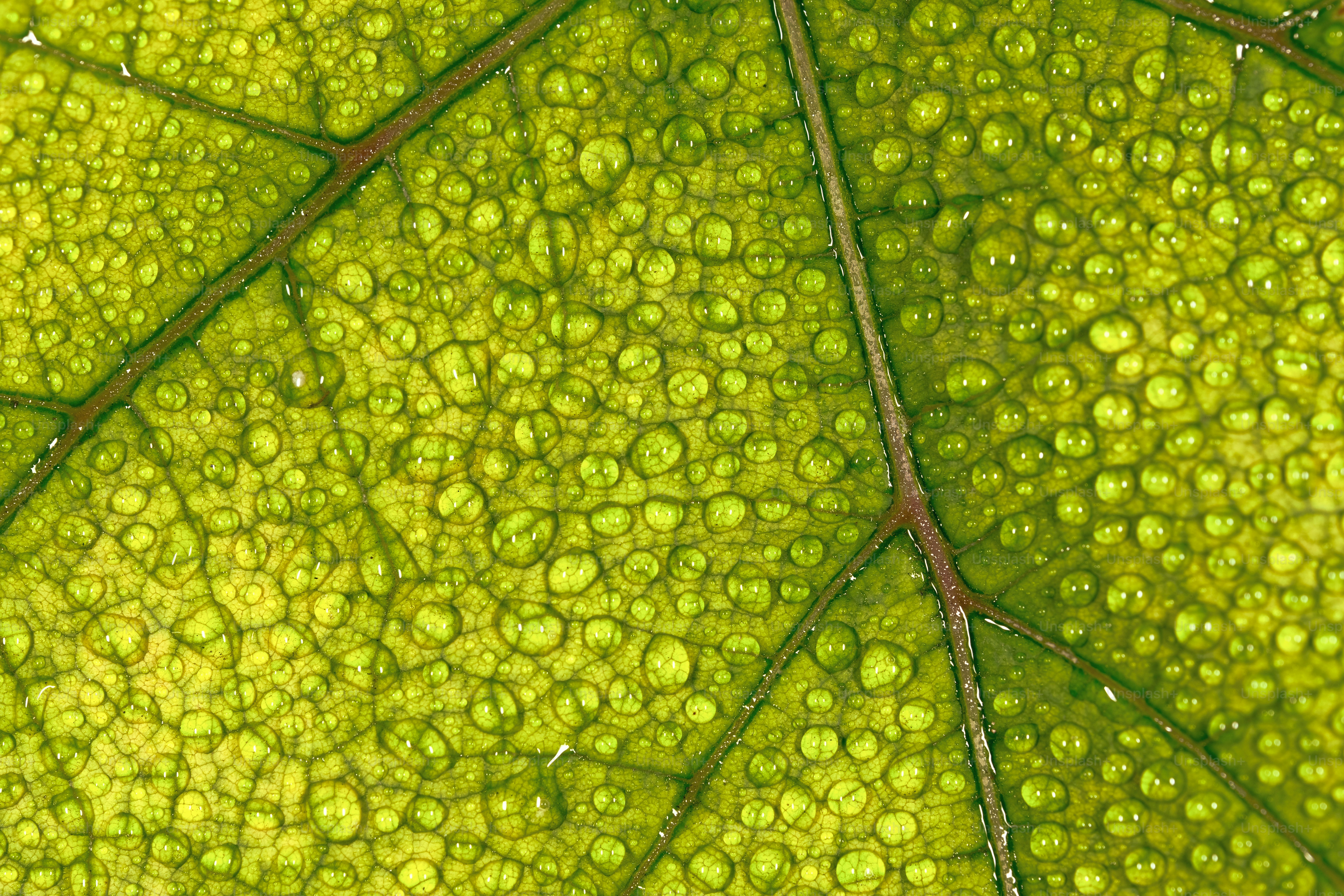 a green leaf with drops of water on it