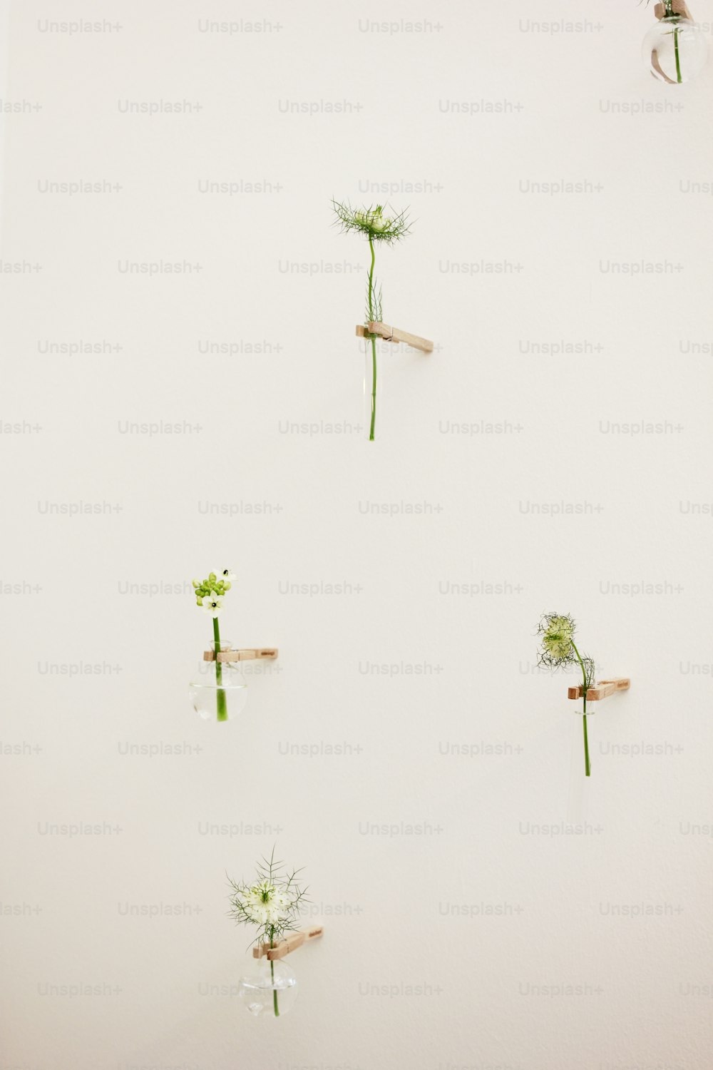 un gruppo di piante appese al lato di un muro