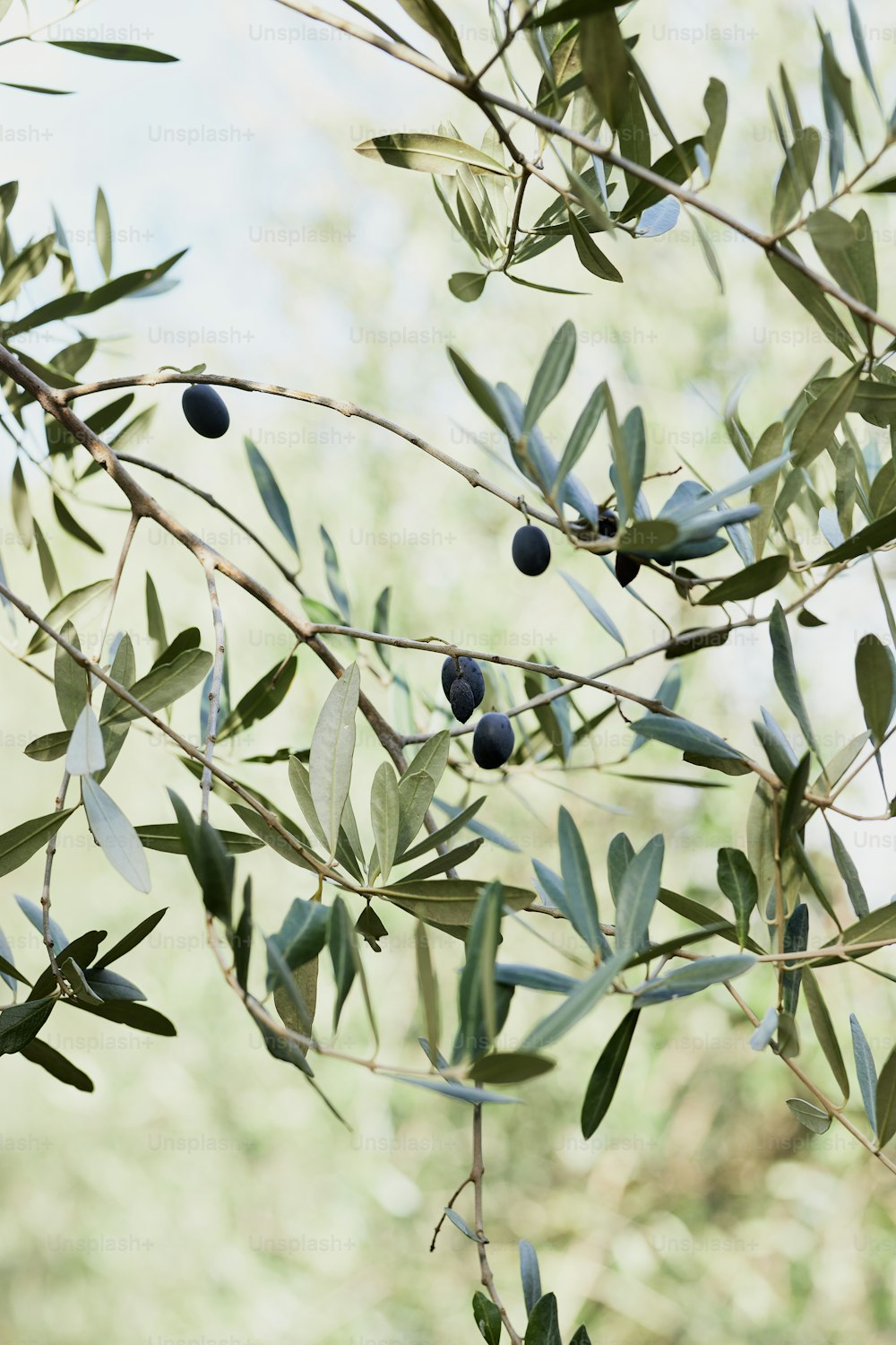 un olivo con hojas verdes y bayas azules
