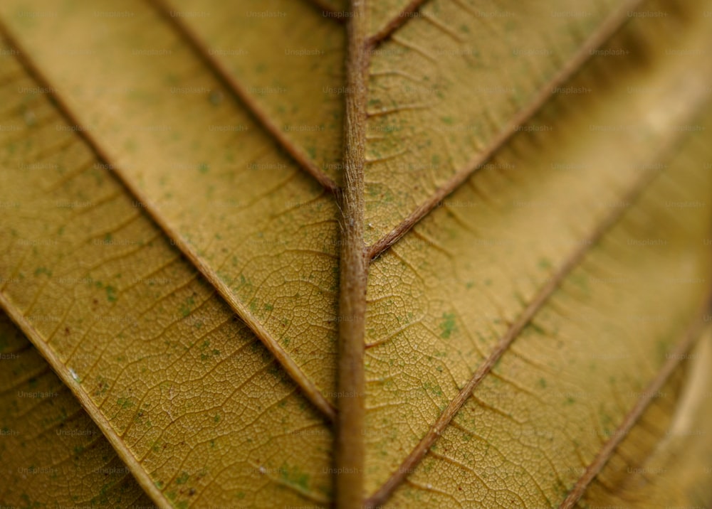 a close up of a green leaf with brown spots