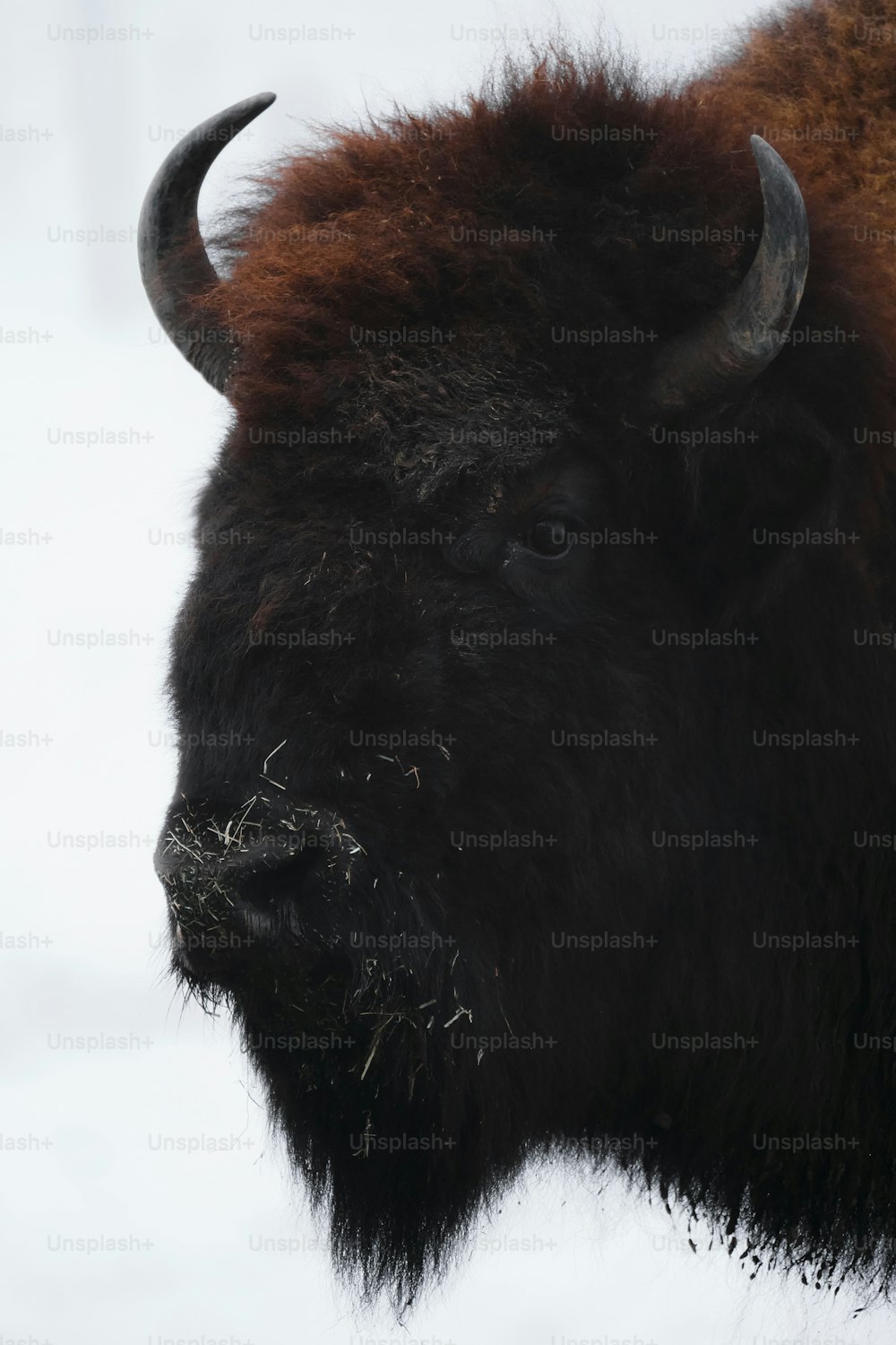 a close up of a bison in the snow