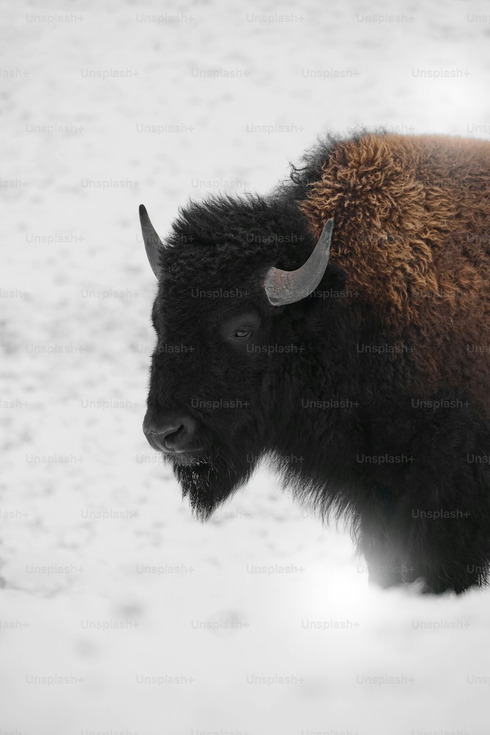 Ein Bison mit Hörnern steht im Schnee