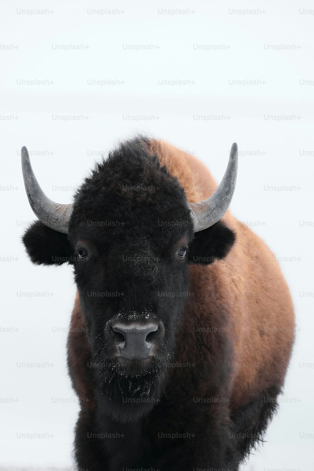 Ein Bison mit großen Hörnern steht auf einem Feld