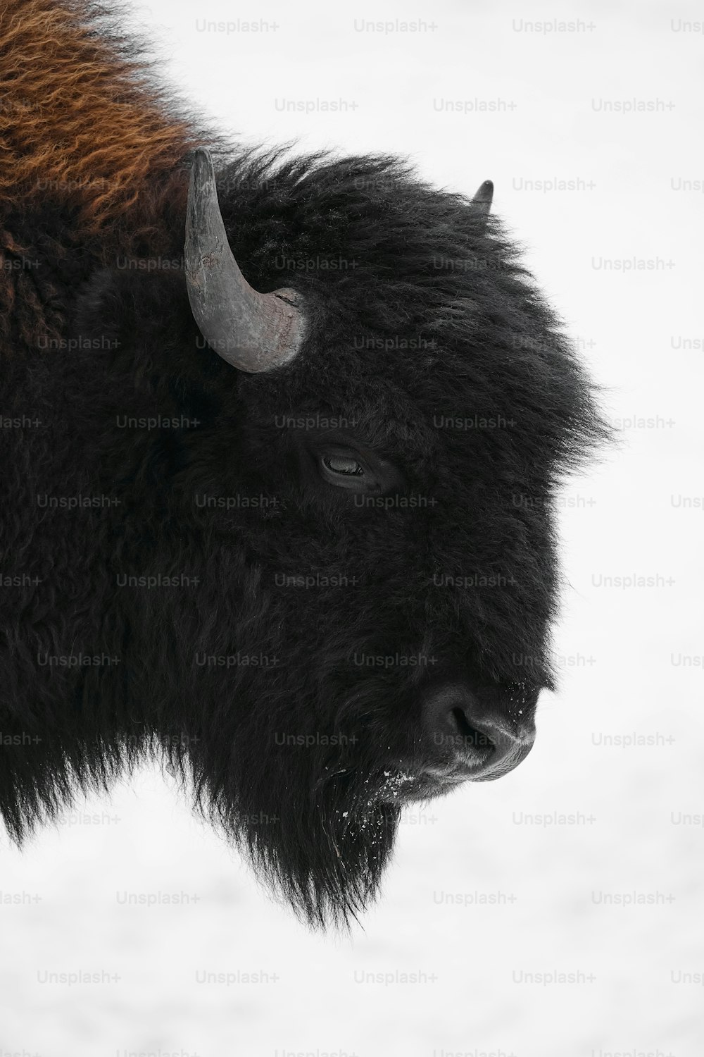 a close up of a bison in the snow