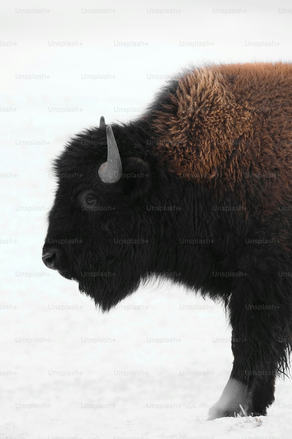 a bison with horns standing in the snow