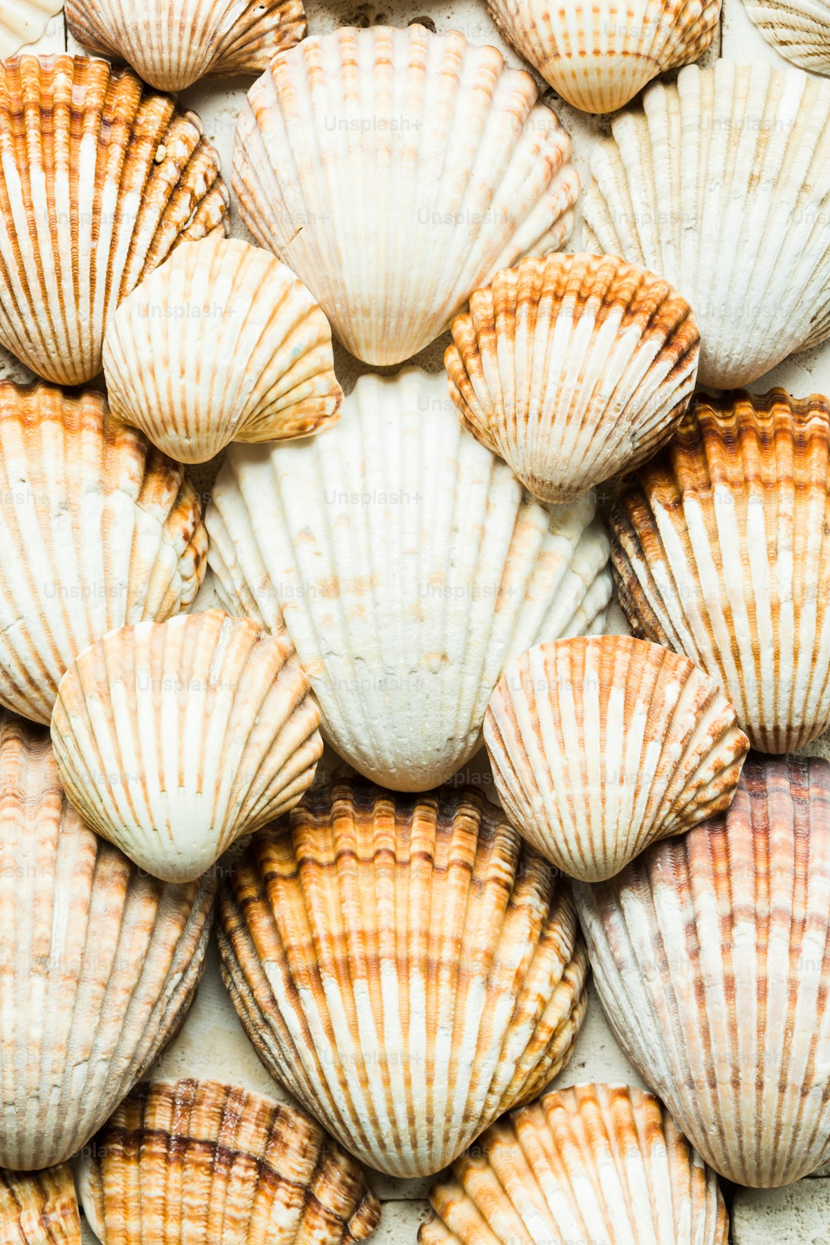 A scattering of seashells on the ground, gift-economy / non-monetary-exchange register