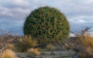 un grande albero verde in mezzo a un deserto