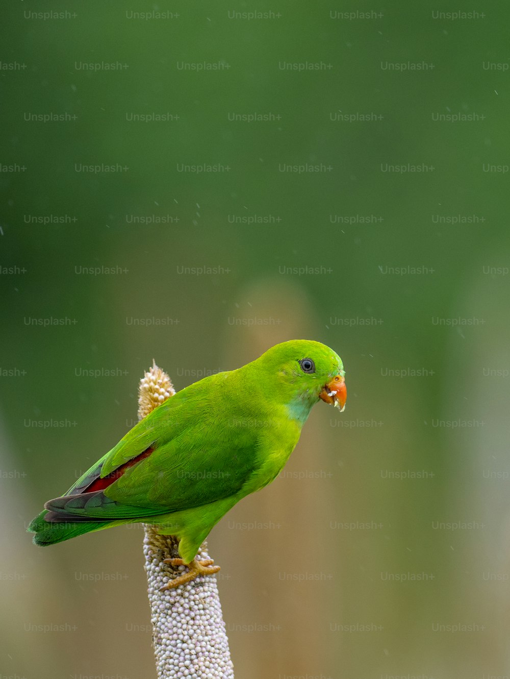 un oiseau vert assis au sommet d’une plante