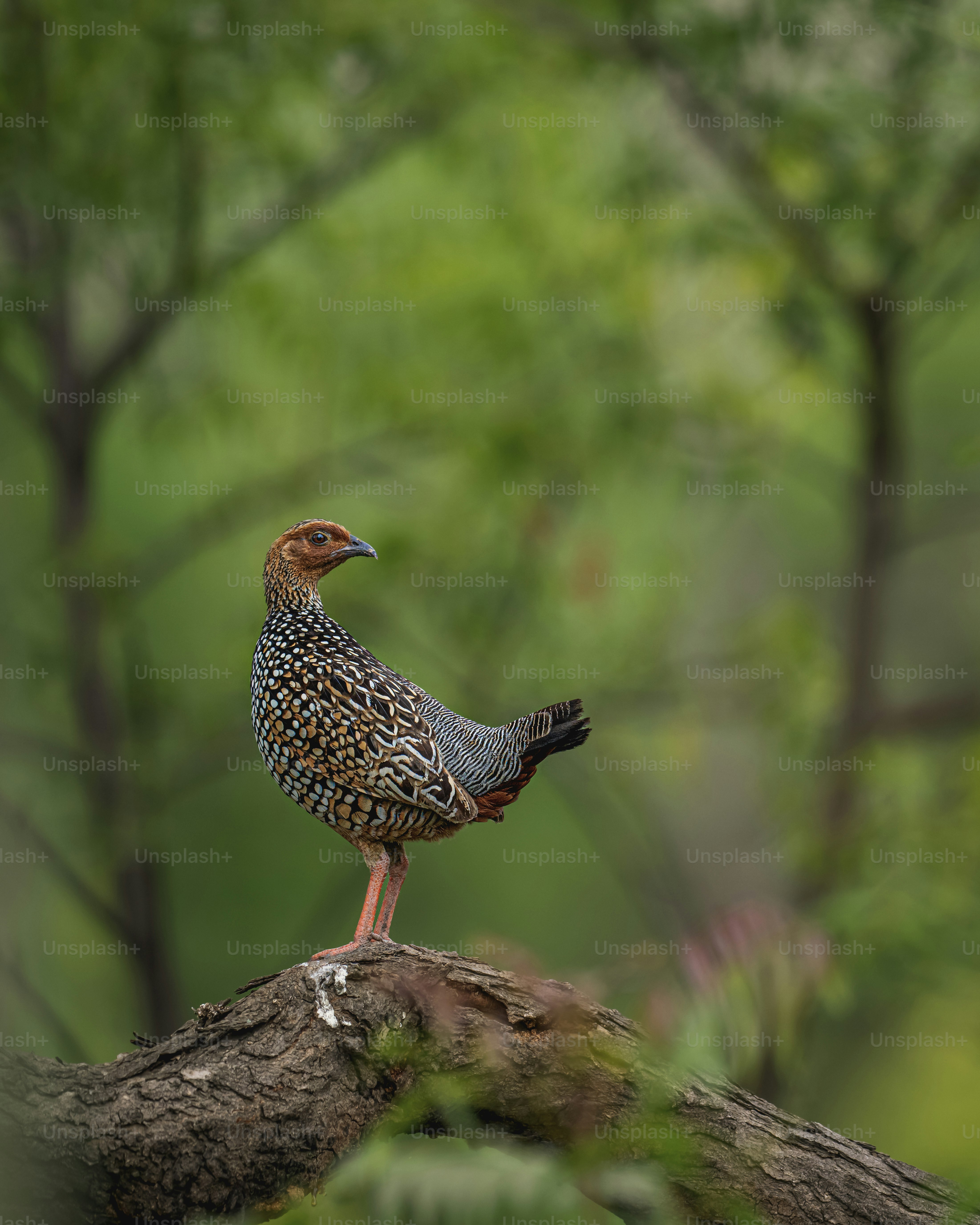 a bird sitting on top of a tree branch