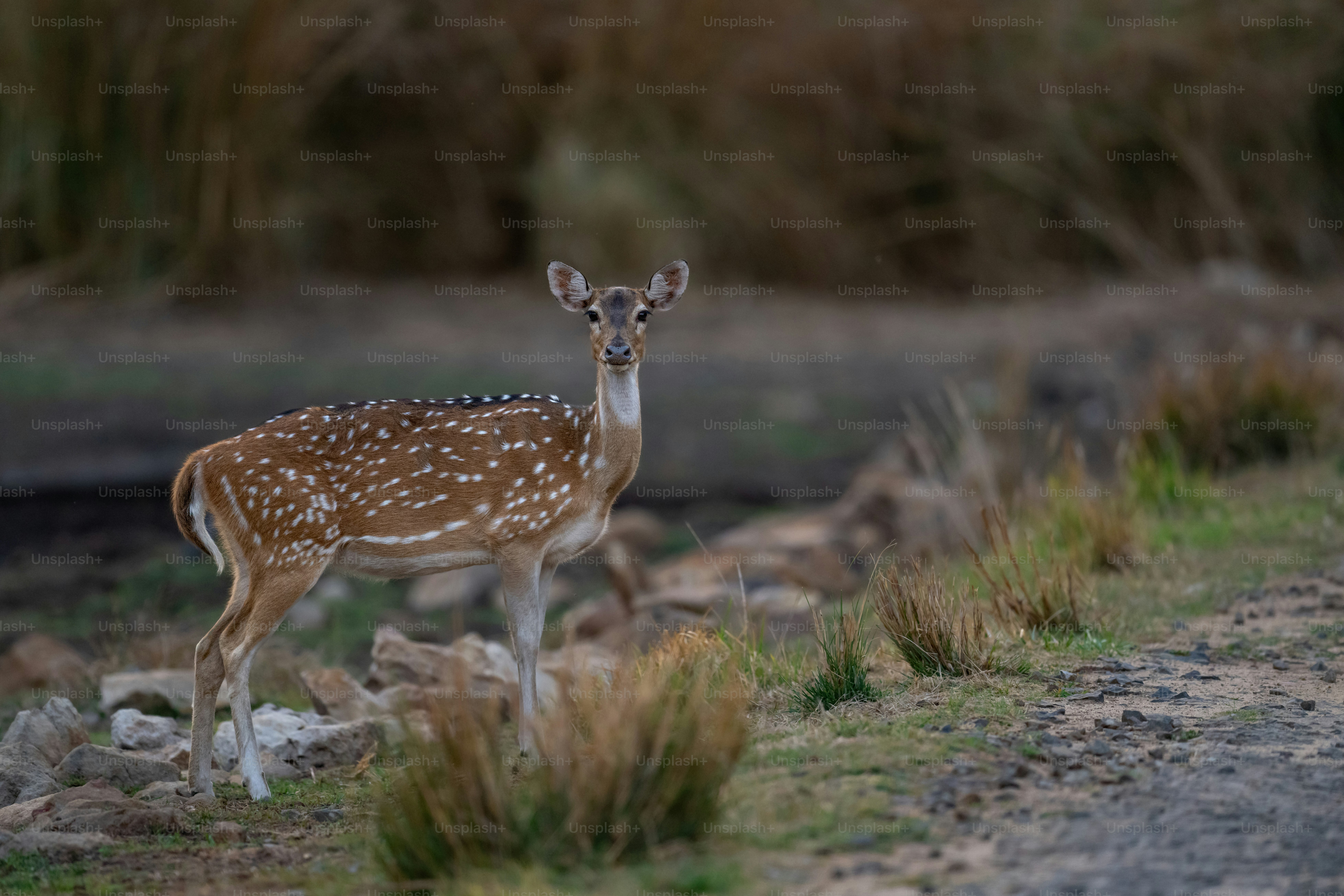a small deer standing on top of a grass covered field