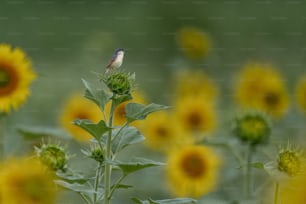 a small bird sitting on top of a sunflower
