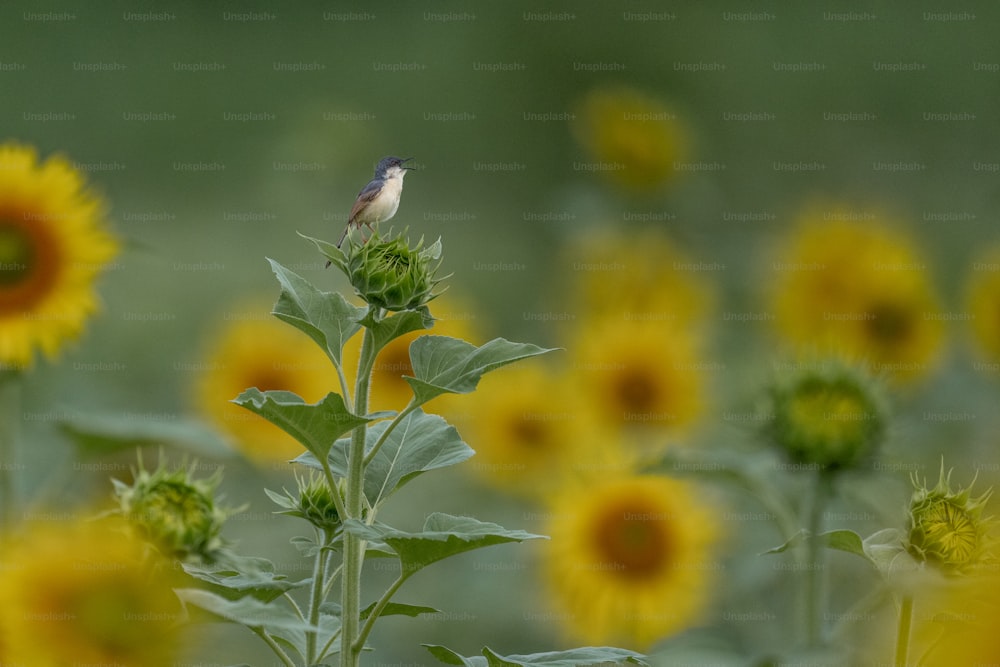 a small bird sitting on top of a sunflower