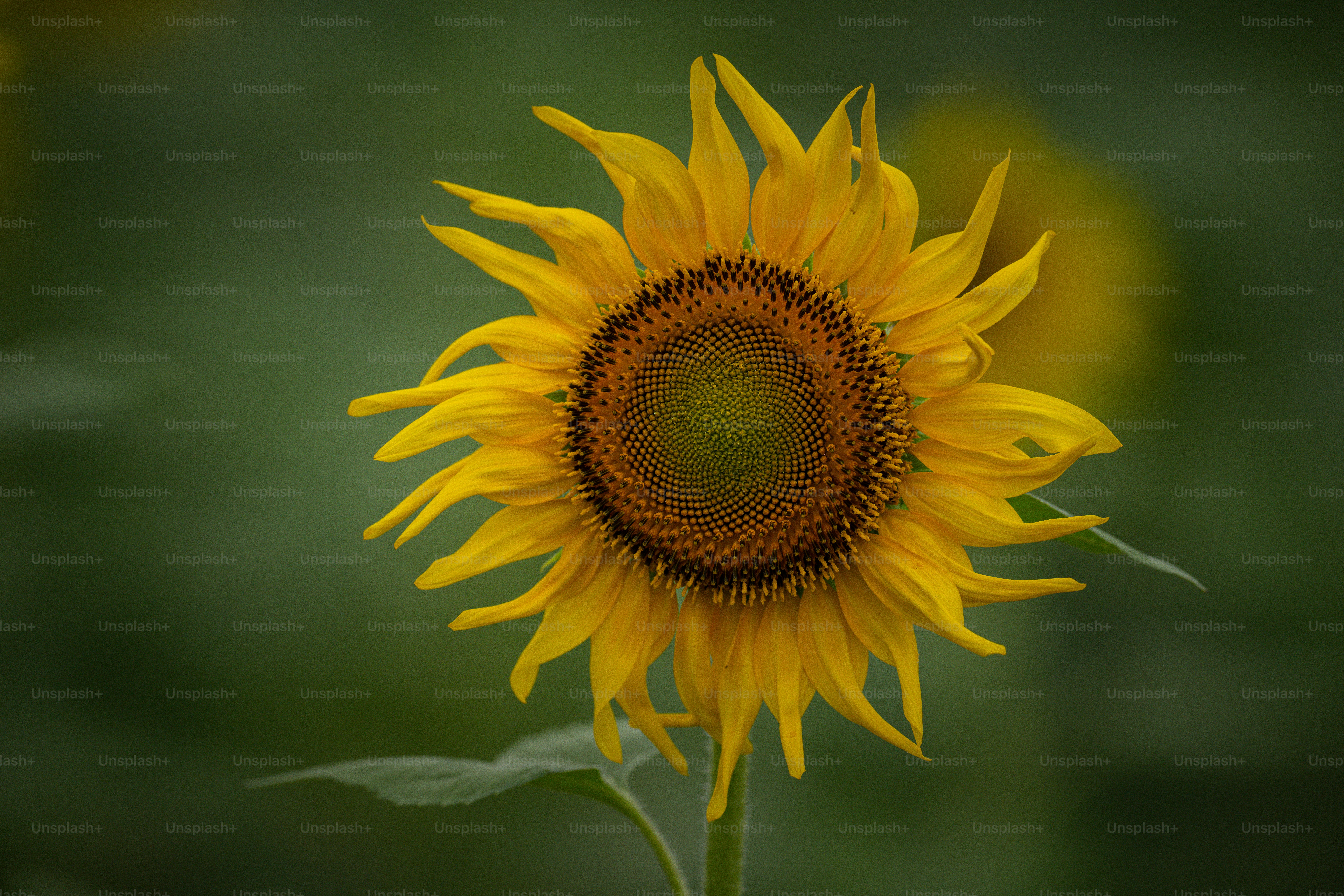 a yellow sunflower with a green background