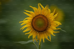 a yellow sunflower with a green background