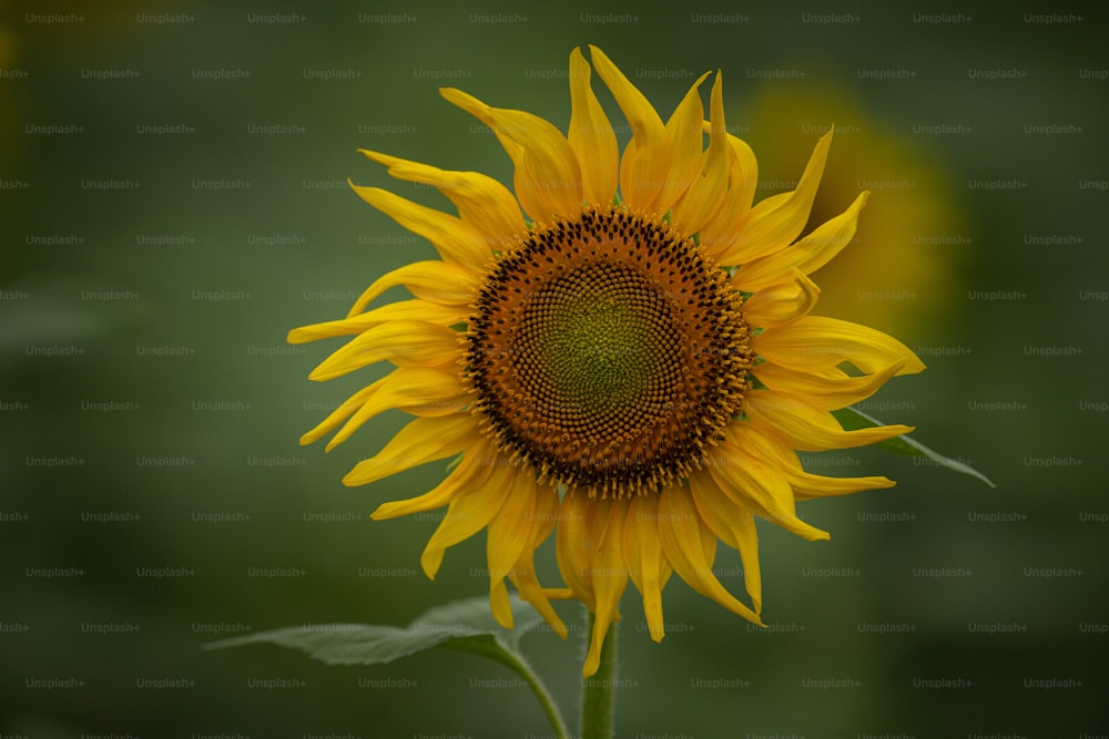 a yellow sunflower with a green background