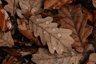 un groupe de feuilles avec des gouttelettes d’eau dessus