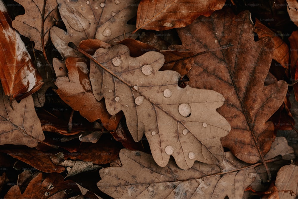 un grupo de hojas con gotas de agua