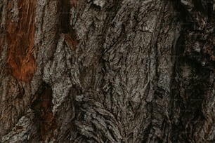 a close up of the bark of a tree