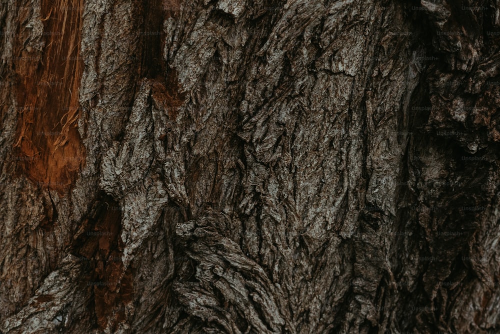 a close up of the bark of a tree