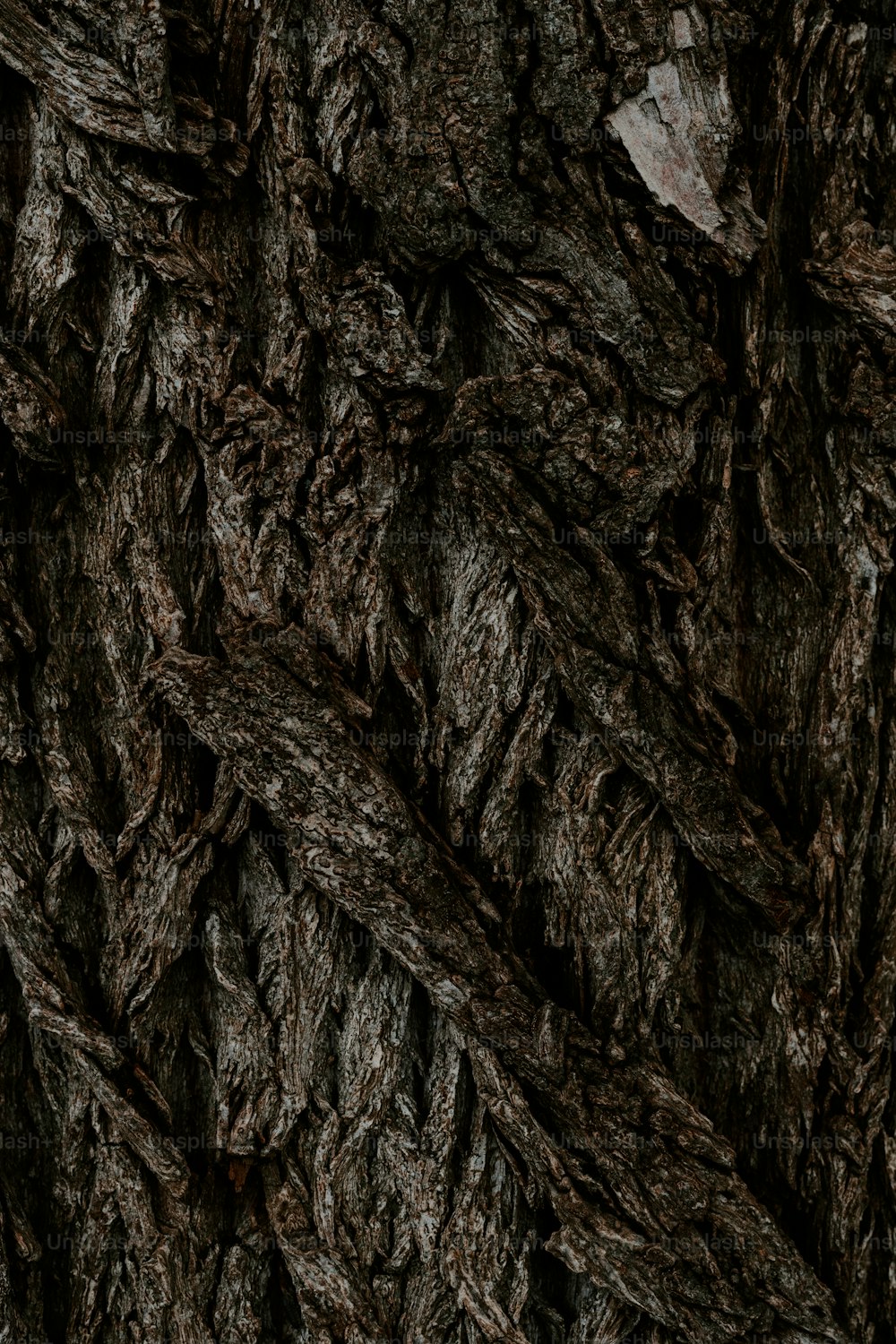 Un primer plano de la textura de la corteza de un árbol
