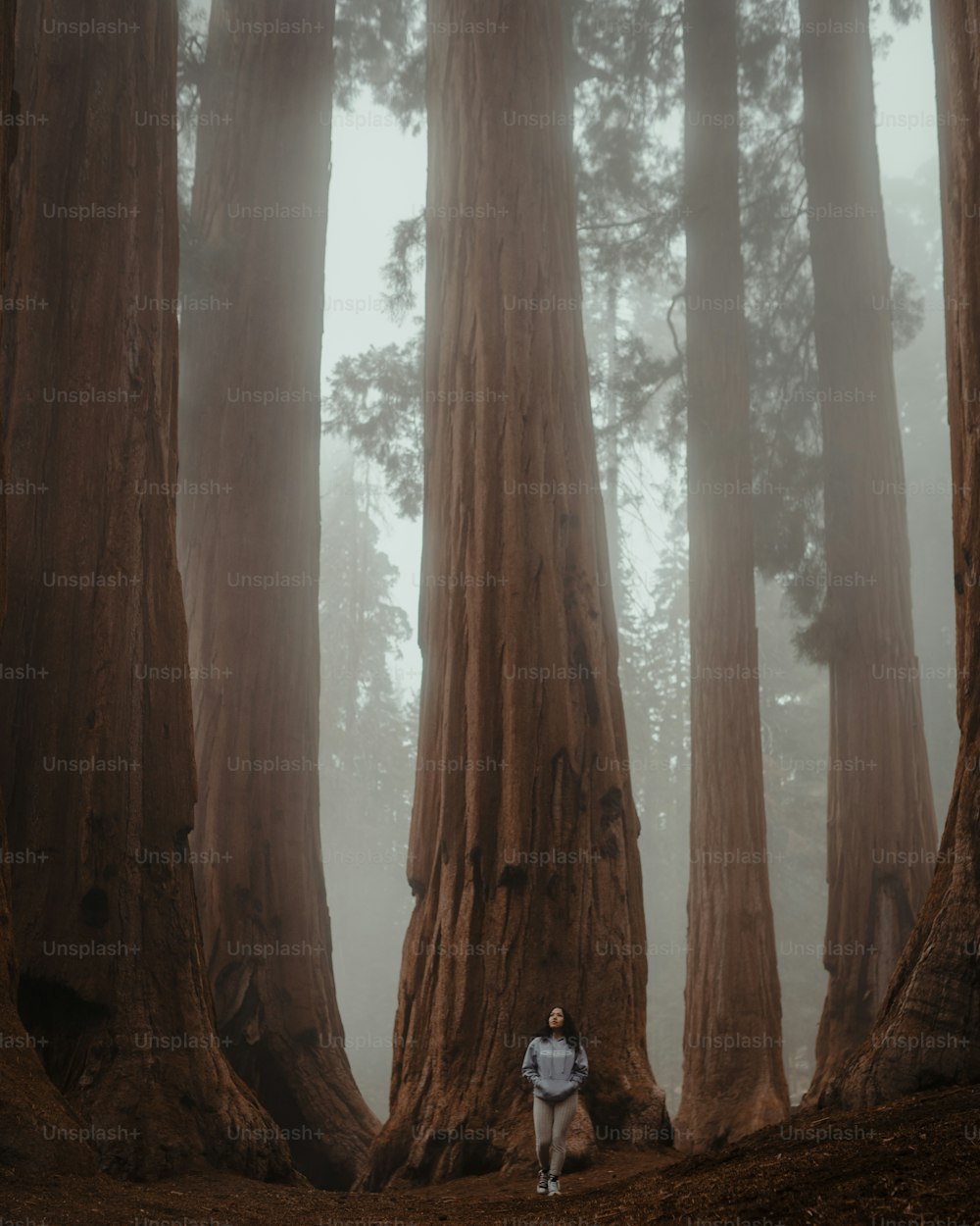 a person walking through a forest filled with tall trees
