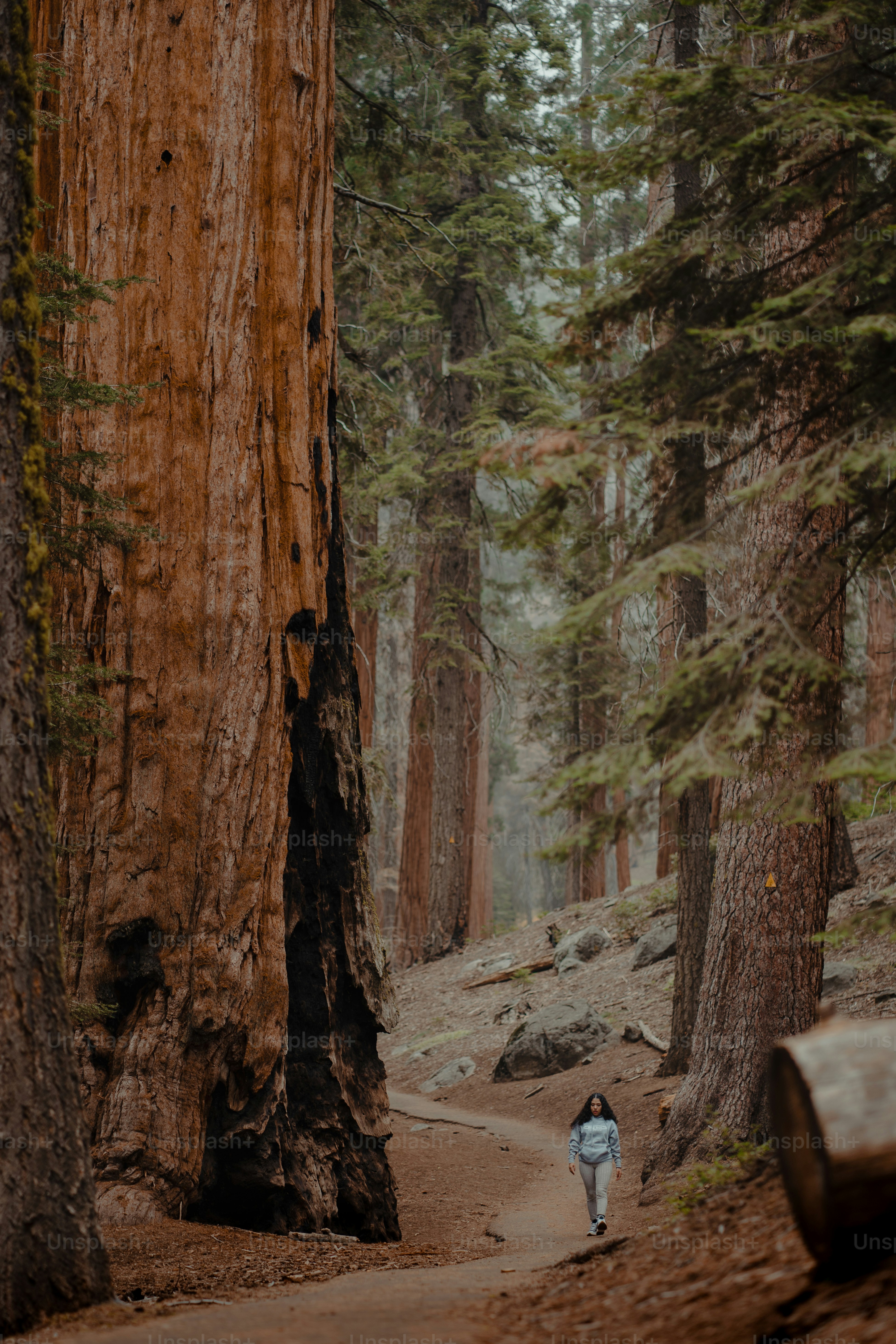 a person walking down a trail in a forest
