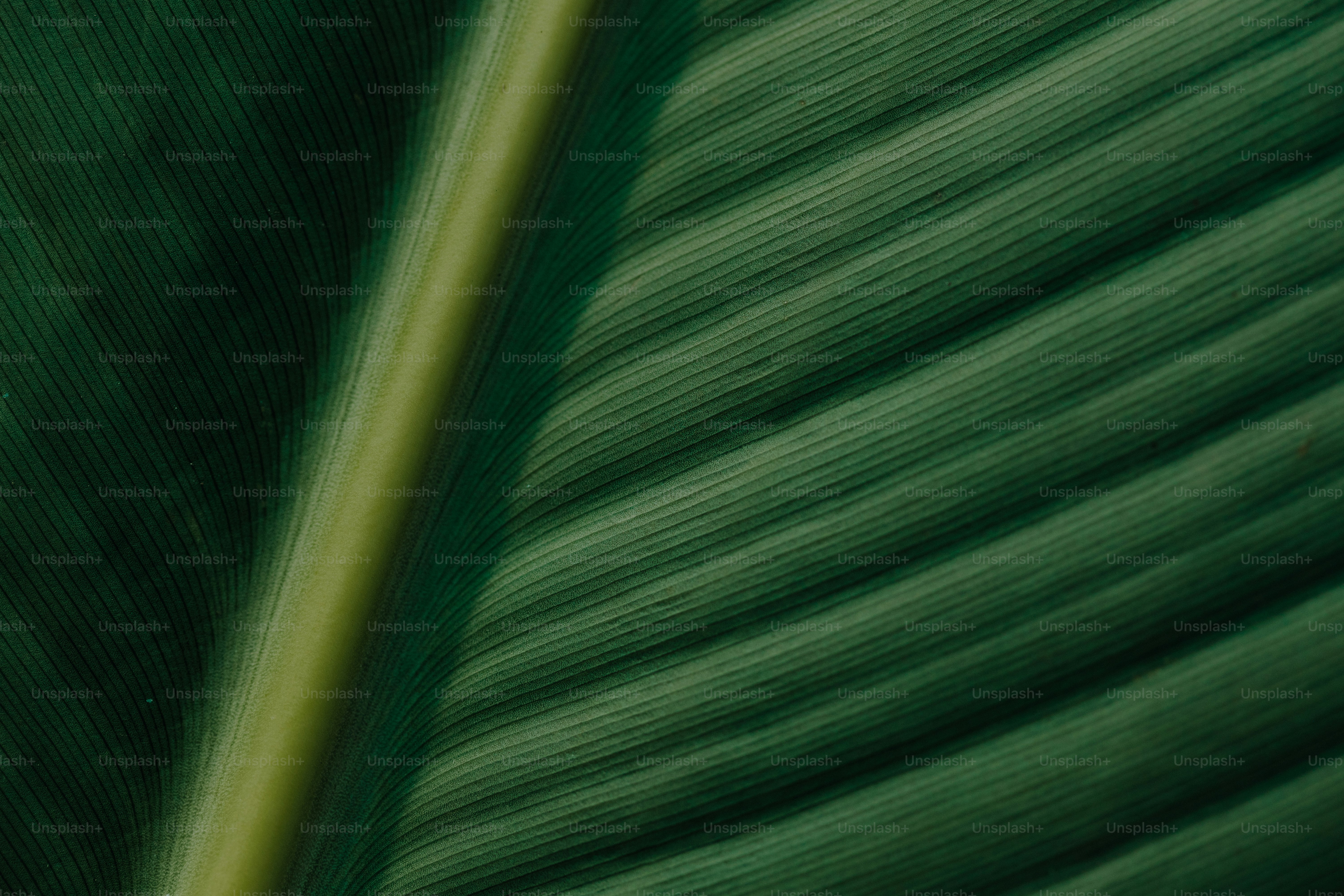 A close up view of a yellow leaf photo – Texture Image on Unsplash