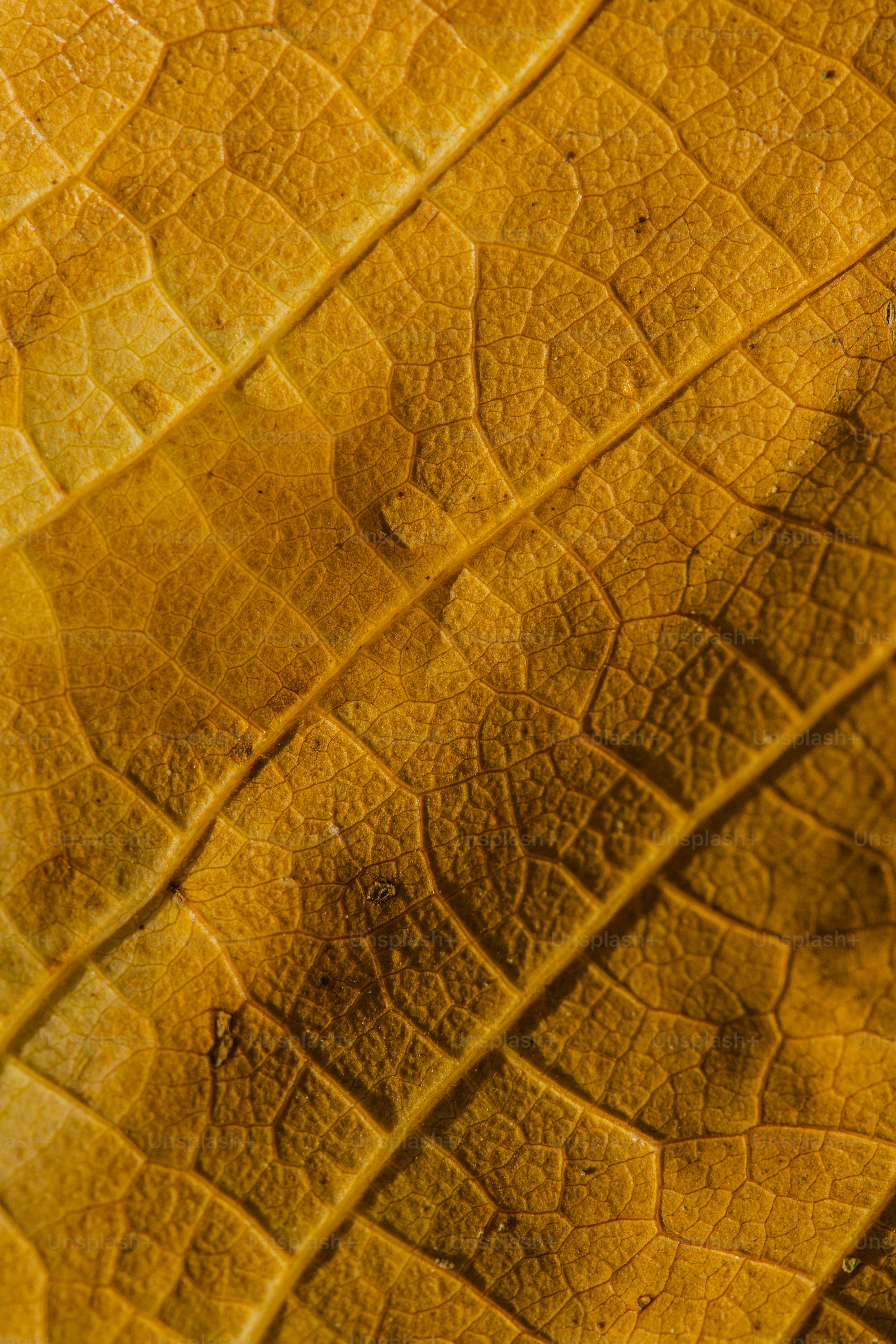 a close up view of a yellow leaf