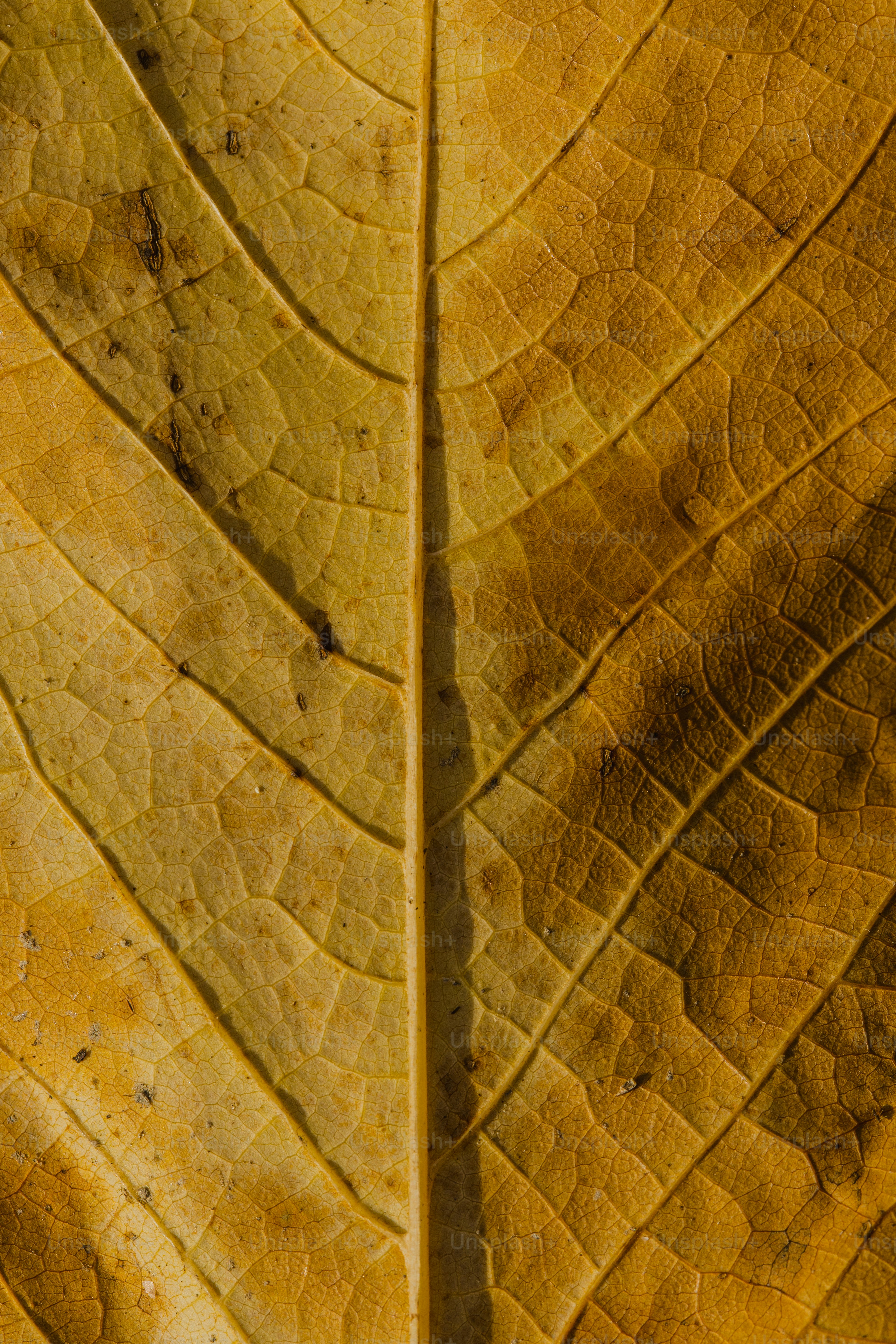A close up view of a yellow leaf photo – Leaf texture Image on Unsplash
