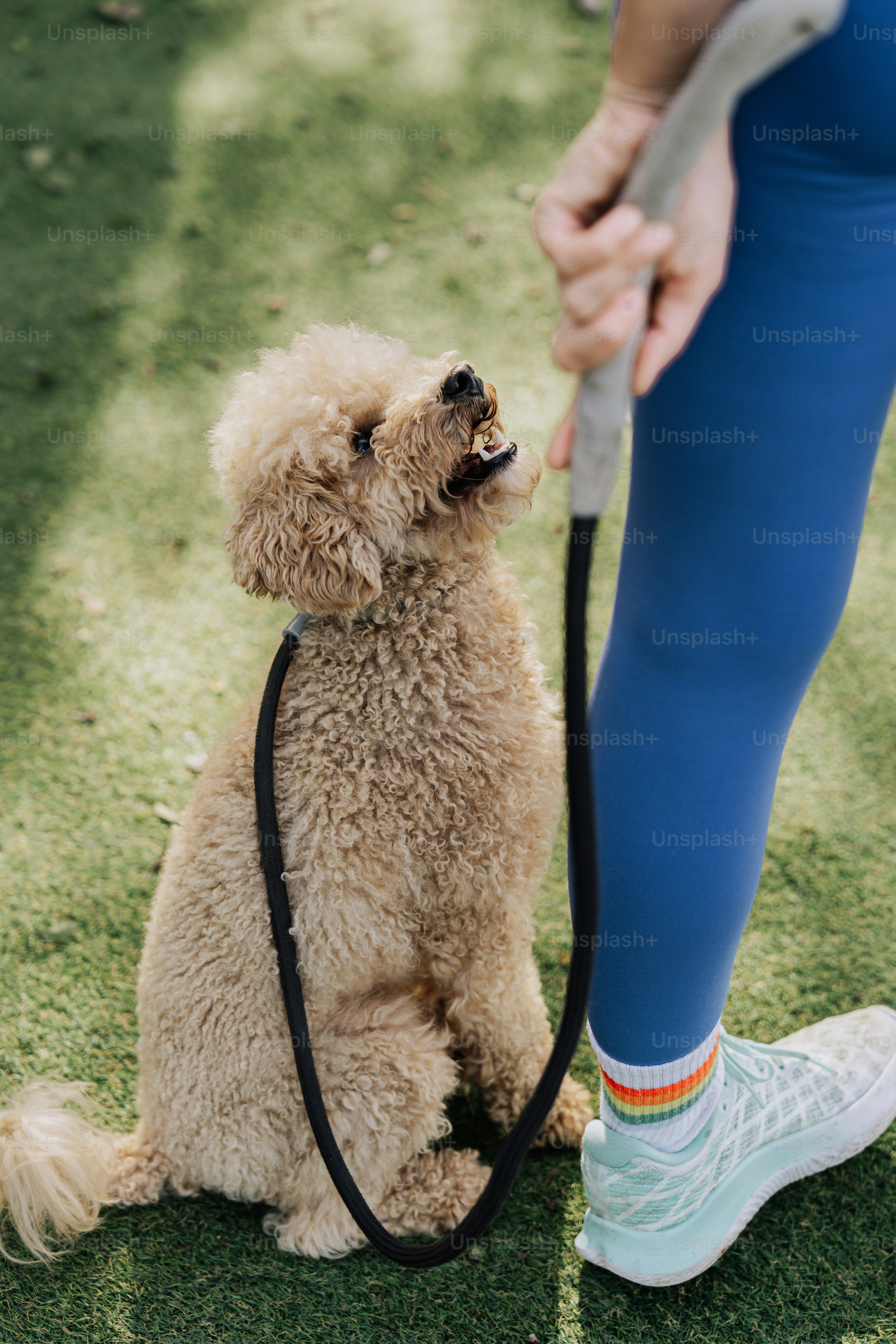 a small dog sitting on top of a leash