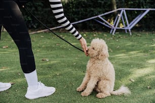 a woman holding a leash for a small dog