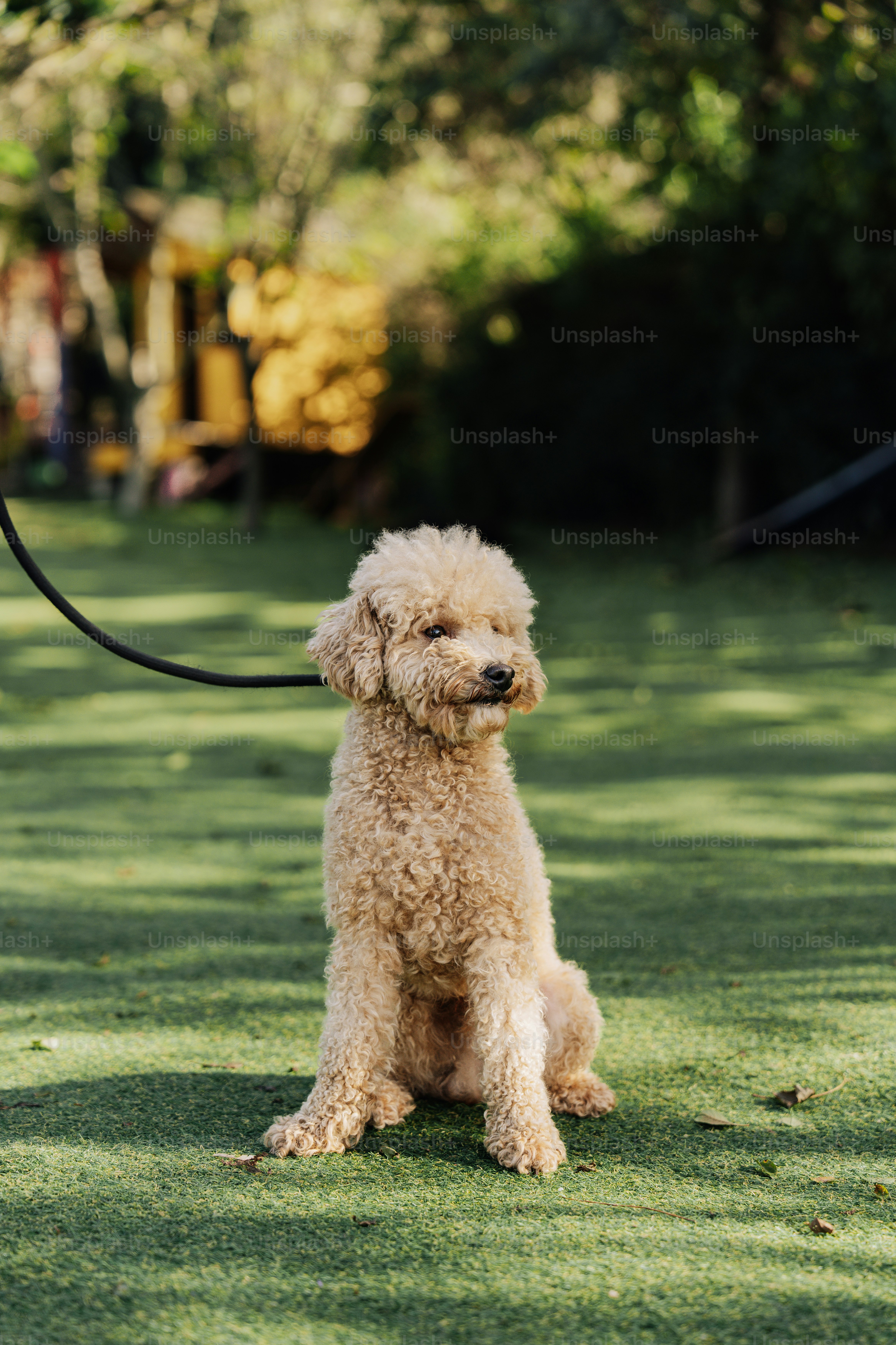 a small white dog sitting on top of a lush green field