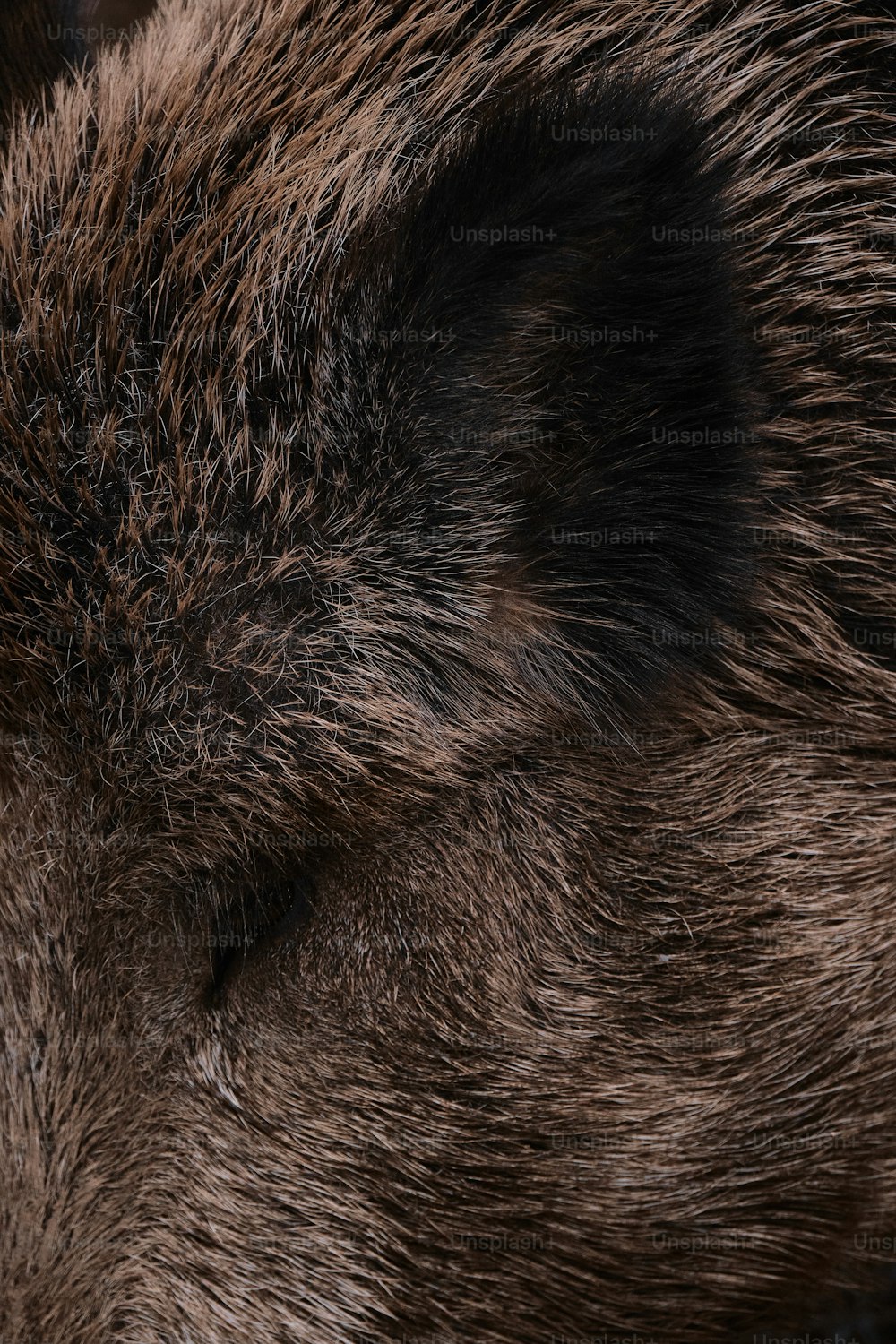 un primo piano della pelliccia di un animale peloso