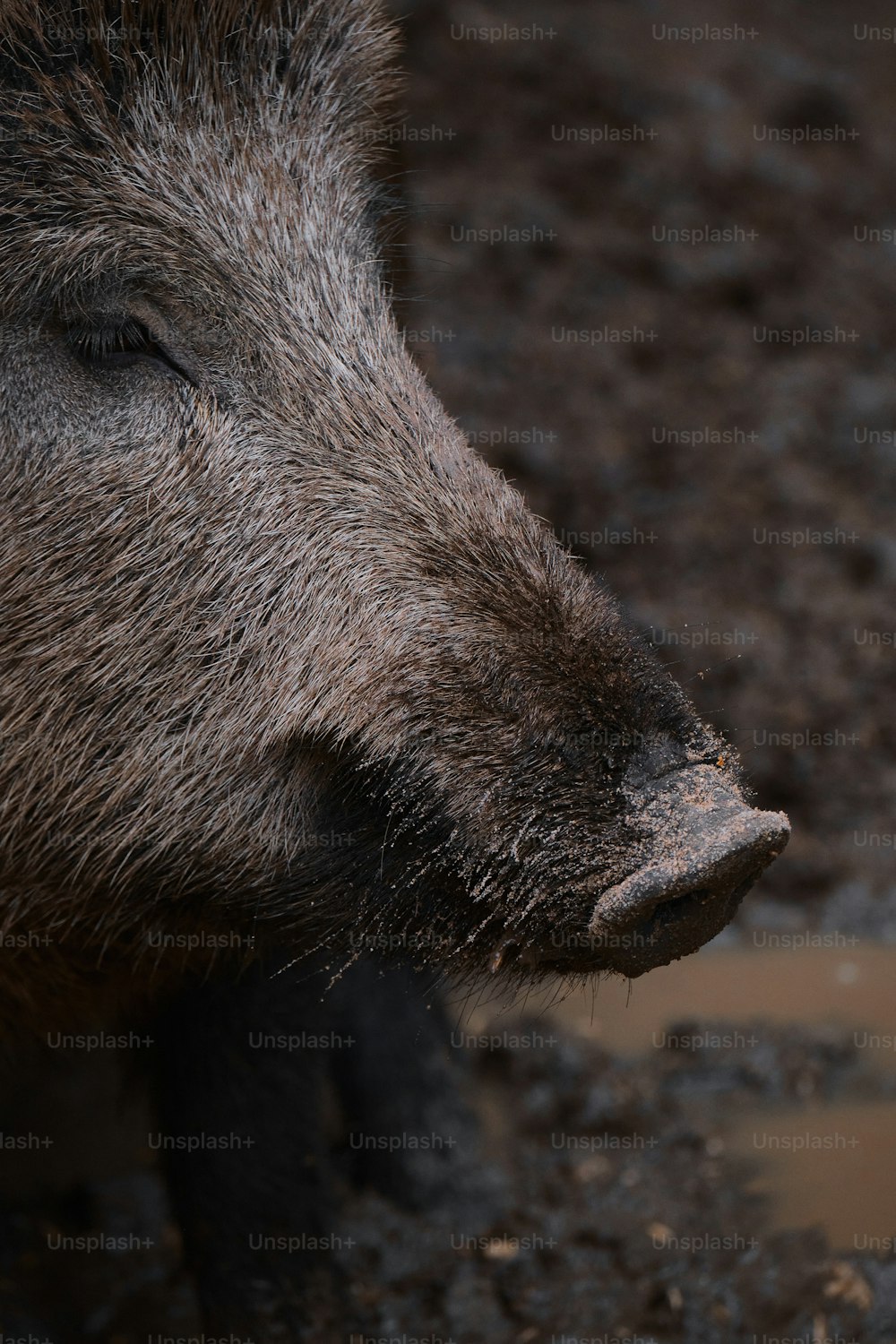 a close up of a wild boar's face