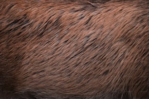 um close up da pele de um urso marrom