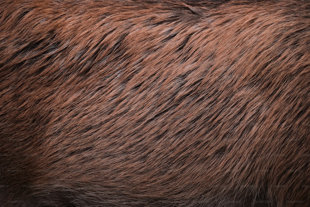 a close up of a brown bear's fur