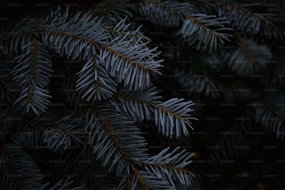 Pine branches frame stock photo. Image of decoration - 10549640