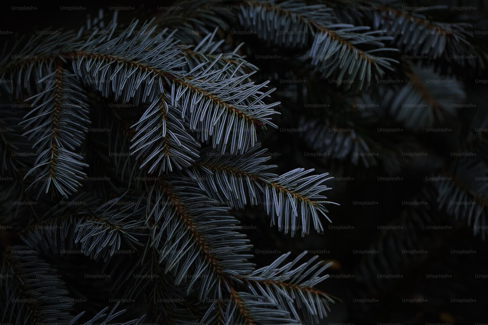 a close up of a pine tree branch