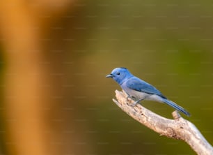 un pequeño pájaro azul posado en una rama