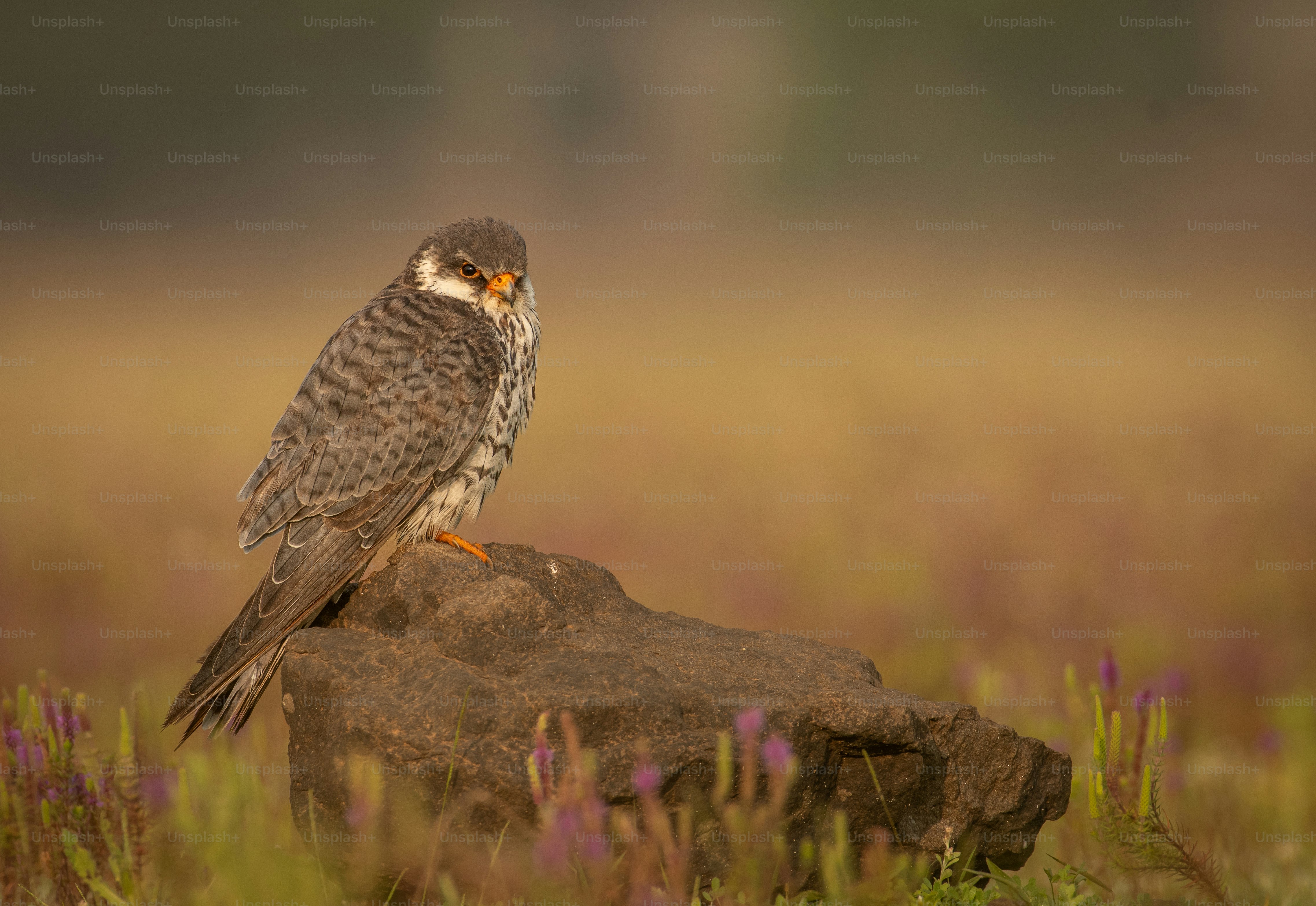 un oiseau assis au sommet d’un rocher dans un champ