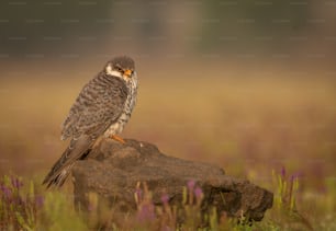 um pássaro sentado em cima de uma rocha em um campo