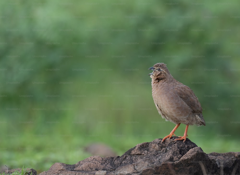 ein kleiner Vogel, der auf einem Felsen steht