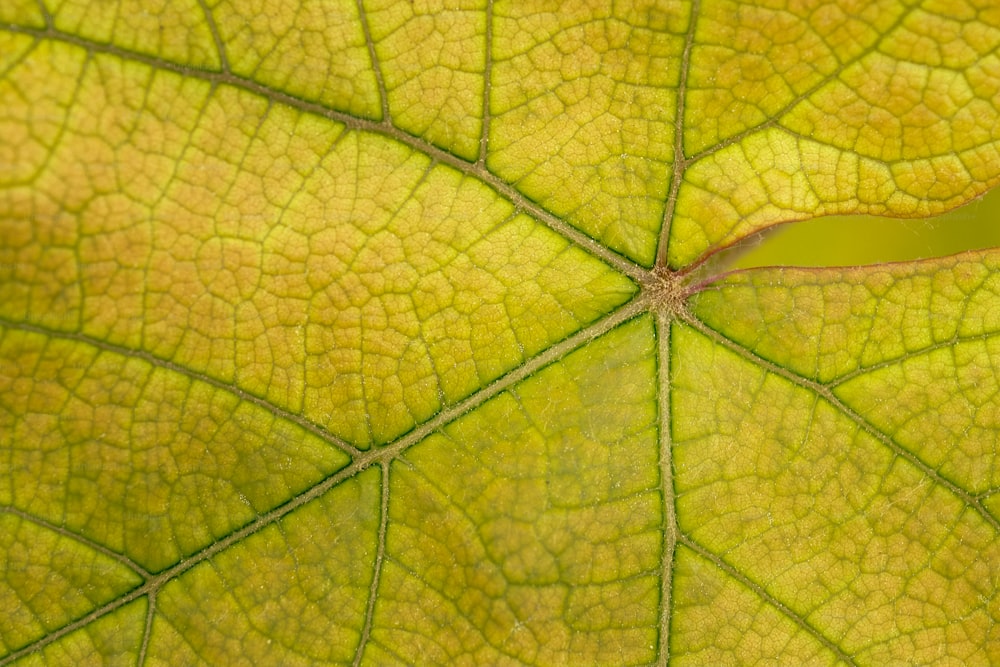 uma visão de perto de uma folha verde